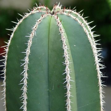 Stenocereus marginatus - Cactus 