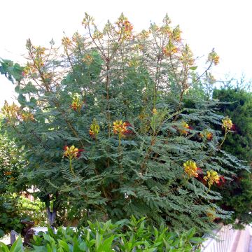 Caesalpinia gilliesii