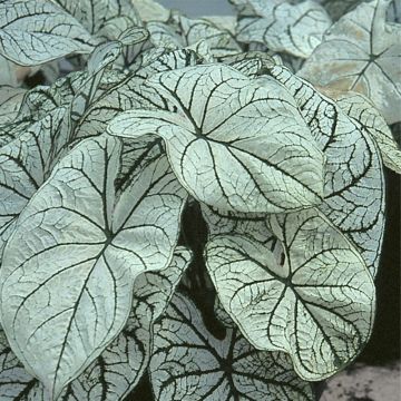 Caladium White Christmas - Angel Wings