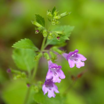 Calamintha grandiflora - Calamint