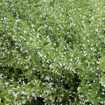 Calamintha nepeta Weisse Riese - Calamint