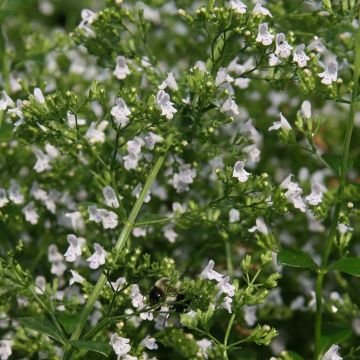 Calamintha nepeta White Cloud - Petit calament White Cloud