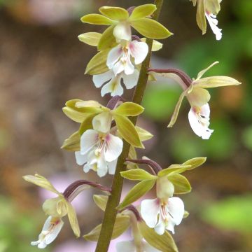 Calanthe Olive Green - Garden orchid