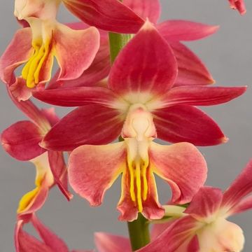 Calanthe Red Sunset - Garden orchid