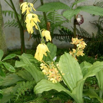 Calanthe sieboldii - Garden orchid
