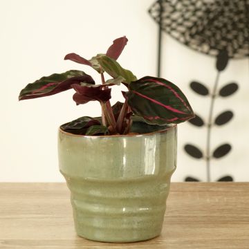 Calathea roseopicta Dottie - Rose-painted calathea, peacock plant
