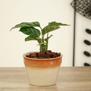 Calathea concinna Freddie