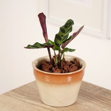 Calathea insignis - Rattlesnake plant