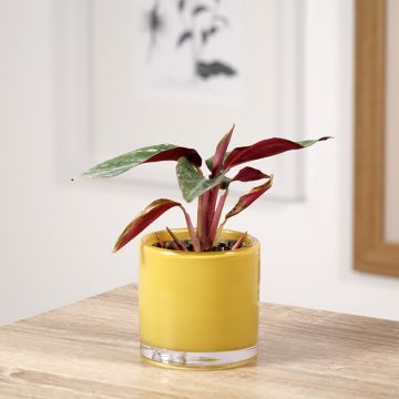 Calathea sanguinea Magic Star