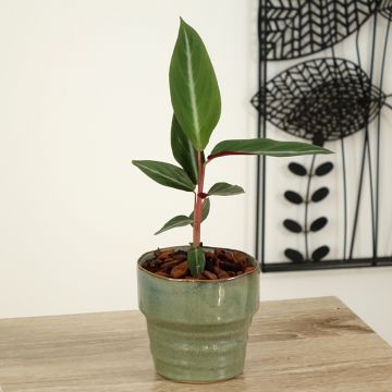Calathea sanguinea - Stromanthe sanguinea