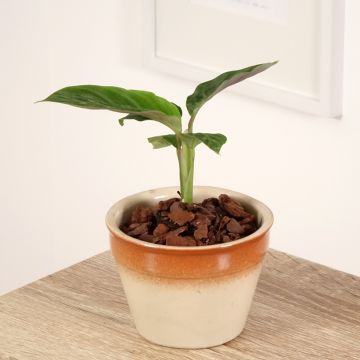 Calathea warscewiczii - Jungle velvet