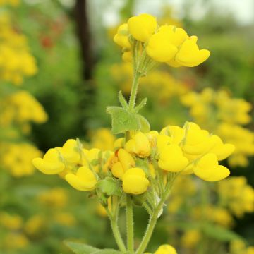 Calceolaria fiebrigiana