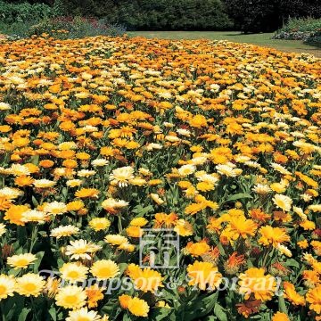 Calendula officinalis Citrus Cocktail Seeds - Dwarf Pot Marigold