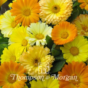 Calendula officinalis Fruit Twist Seeds - Dwarf Pot Marigold