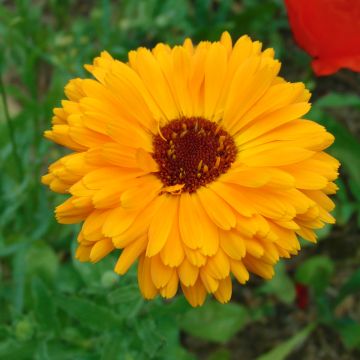 Graines de Calendula officinalis - Souci des Jardins