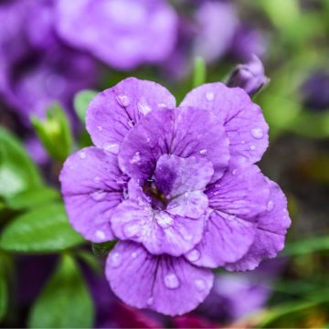 Calibrachoa Can-Can Rosies Blue - Double Mini-Petunia