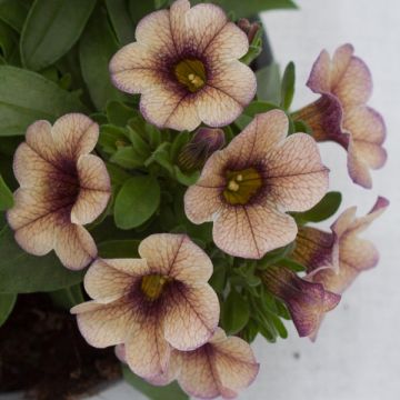 Calibrachoa hybrida Cappuccino Compact - Trailing Petunia