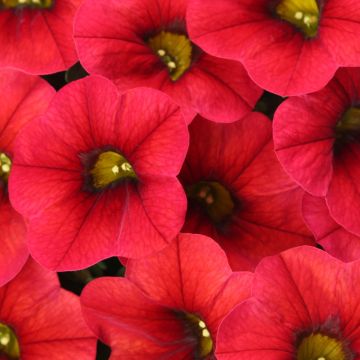 Calibrachoa Lia Dark Red - Mini-Petunia