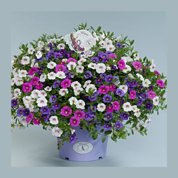 Calibrachoa Noa Mixis Summer Parade - Trailing Petunia