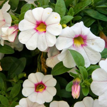 Calibrachoa hybrida Noa Almond Blossom