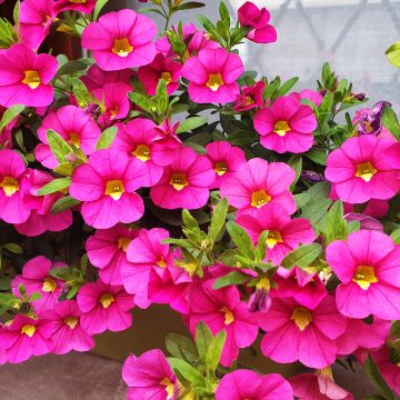 Calibrachoa Noa Bubblegum - Mini-Petunia