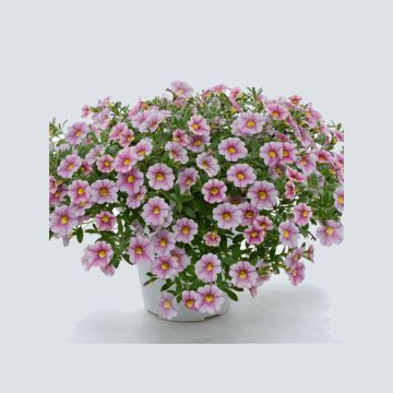 Calibrachoa Noa Princess - Trailing Petunia