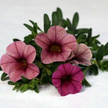 Calibrachoa Plum - Trailing Petunia