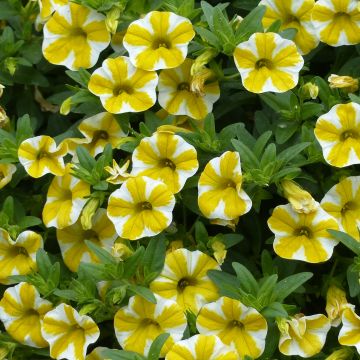 Calibrachoa Superbells Lemon Slice - Mini-Petunia