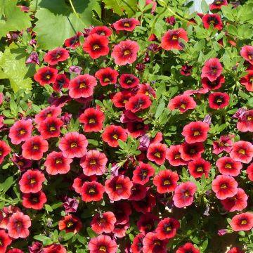 Calibrachoa Superbells Pomegranate Punch - Mini-Petunia