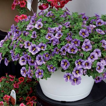 Calibrachoa Superbells Tropical Sunrise - Mini-Petunia