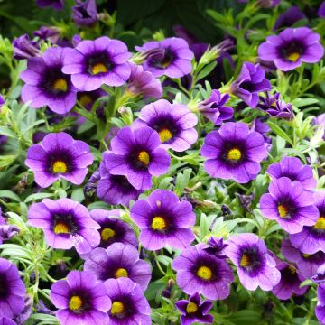 Calibrachoa Superbells Grape Punch - Mini Petunia