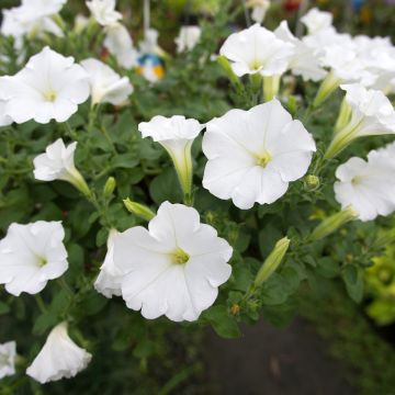 Calibrachoa Superbells Unique White - Mini-Petunia