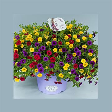 Calibrachoa Noa Mixis Cleantha - Trailing Petunia