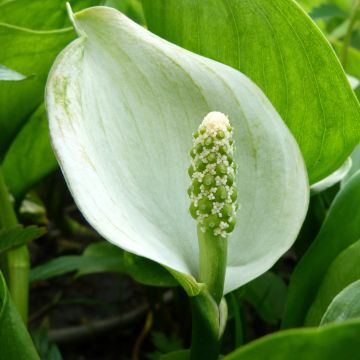 Calla palustris - Water arum