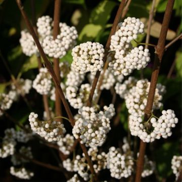 Callicarpa bodinieri Magical Snowstar Kolmsnostar