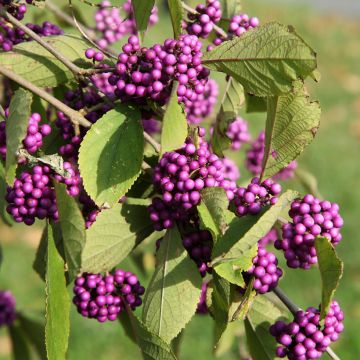 Callicarpa bodinieri Magical Deep Purple Kolmdepu