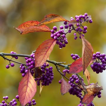 Callicarpa bodinieri Magical Purple Giant