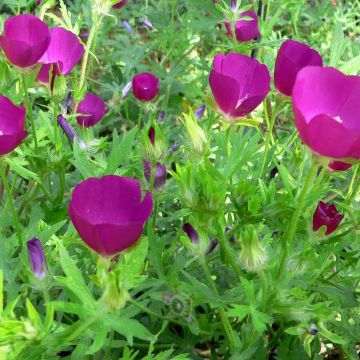 Callirhoe involucrata - Winecup