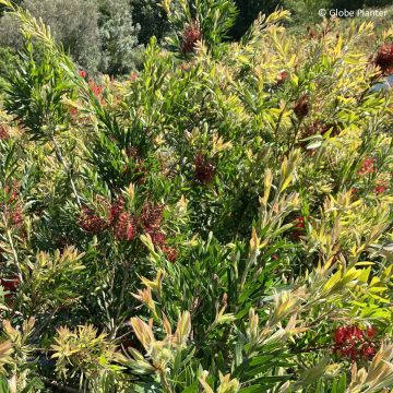 Callistemon Outback Fire - Bottle brush