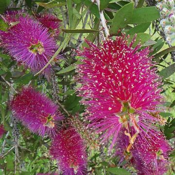 Callistemon citrinus Burgundy - Bottlebrush