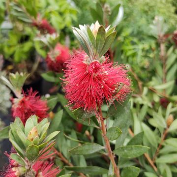 Callistemon masotti Mini Red - Bottlebrush