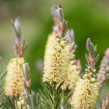 Callistemon pityoides Widdicombe Gem - Bottlebrush