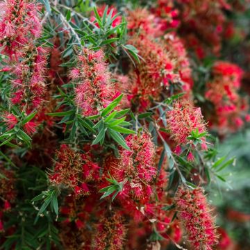 Callistemon viminalis Captain Cook - Bottlebrush