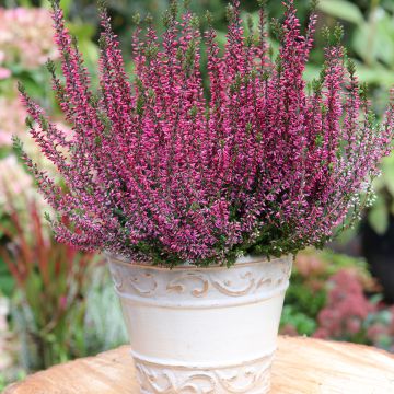 Calluna vulgaris Garden Girls Amethyst - Heather