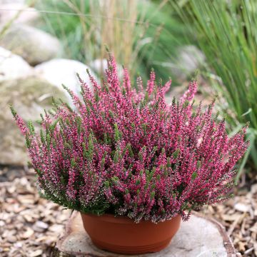 Calluna vulgaris Garden Girls Athene - Heather