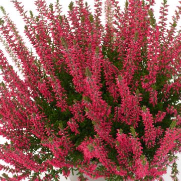 Calluna vulgaris Garden Girls Franca - Heather