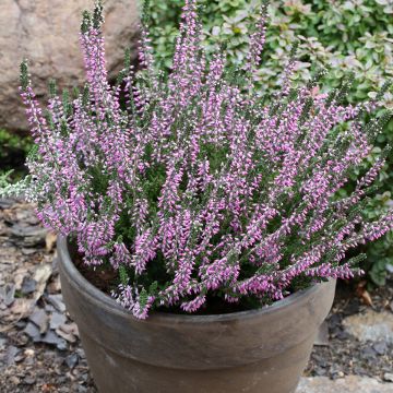 Calluna vulgaris Garden Girls Lisbeth - Heather