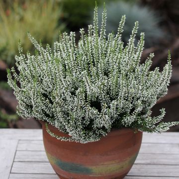 Calluna vulgaris Madonna - Heather