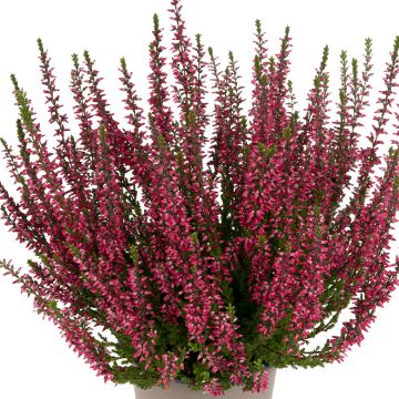 Calluna vulgaris Garden Girls Martina - Heather