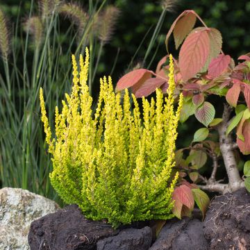 Calluna vulgaris Garden Girls Zeta - Heather